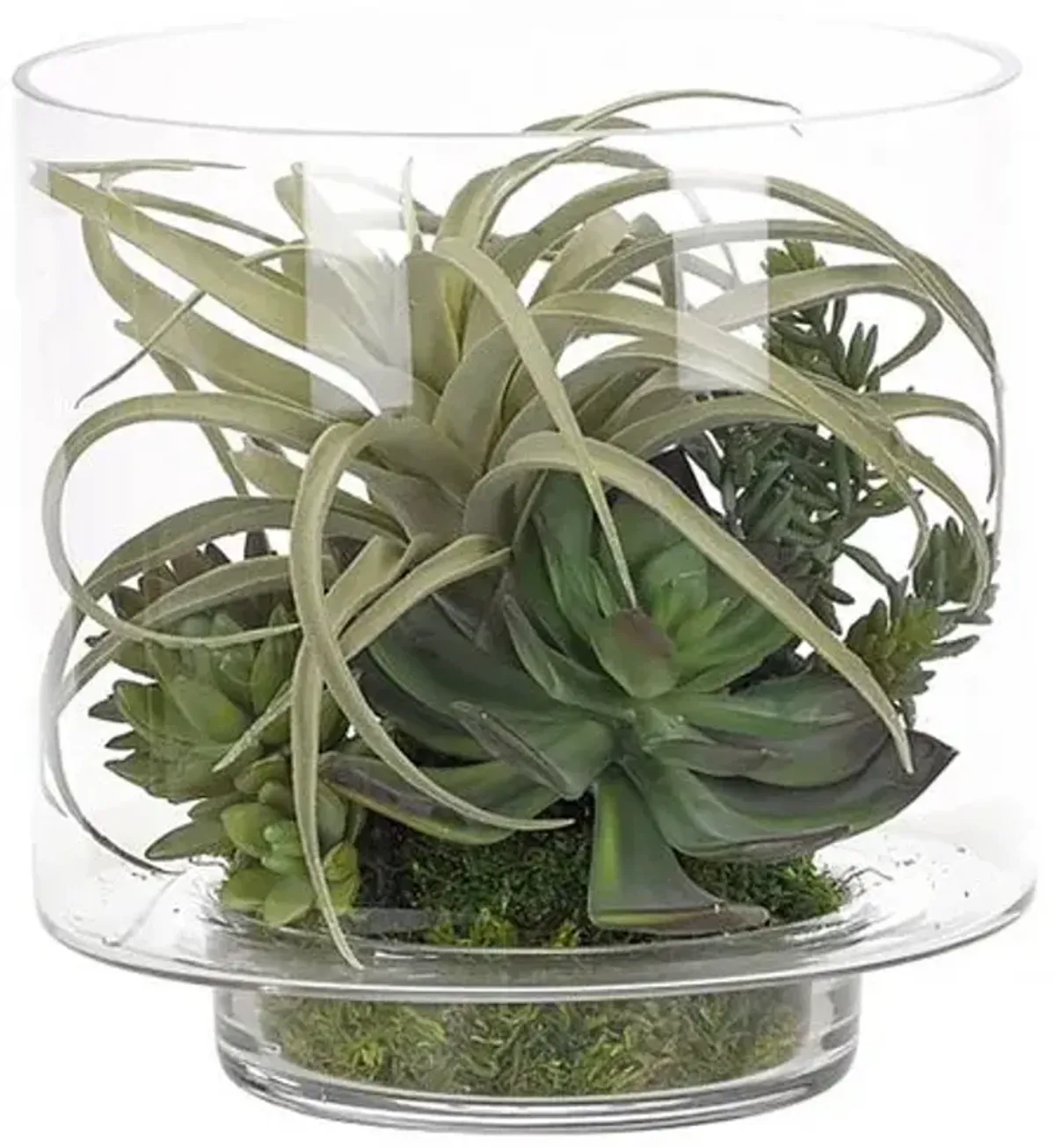 10" Succulents in Glass Cylinder - Faux - NDI - Green