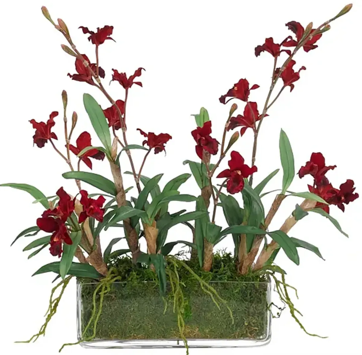 16" Orchid Cymbidium in Glass Rectngle Vase with Moss, Faux