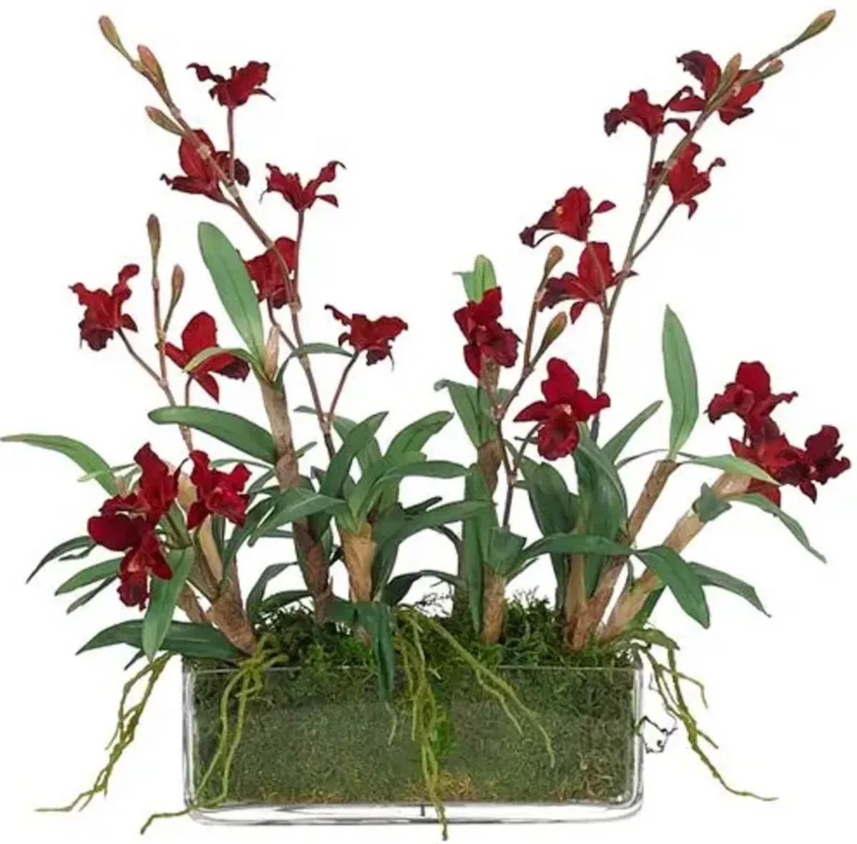 16" Orchid Cymbidium in Glass Rectngle Vase with Moss - Faux - NDI - Red