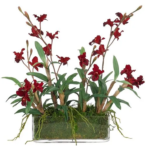 16" Orchid Cymbidium in Glass Rectngle Vase with Moss - Faux - NDI - Red