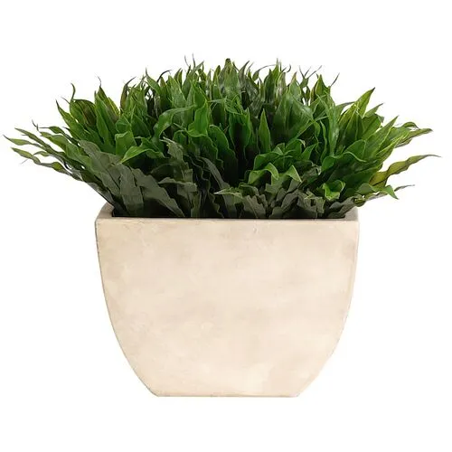 14" Fern Bird Nest in Rectangle Ceramic Vase - Faux - NDI - Green