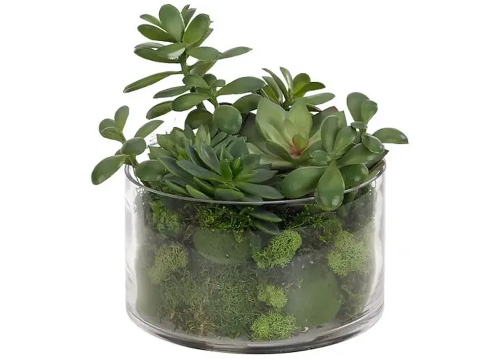 10" Succulent with Moss in Glass Vase - Faux - NDI - Green