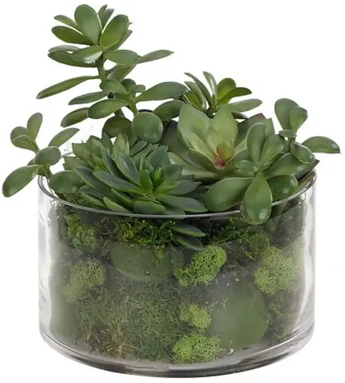 10" Succulent with Moss in Glass Vase - Faux - NDI - Green