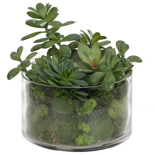 10" Succulent with Moss in Glass Vase - Faux - NDI - Green