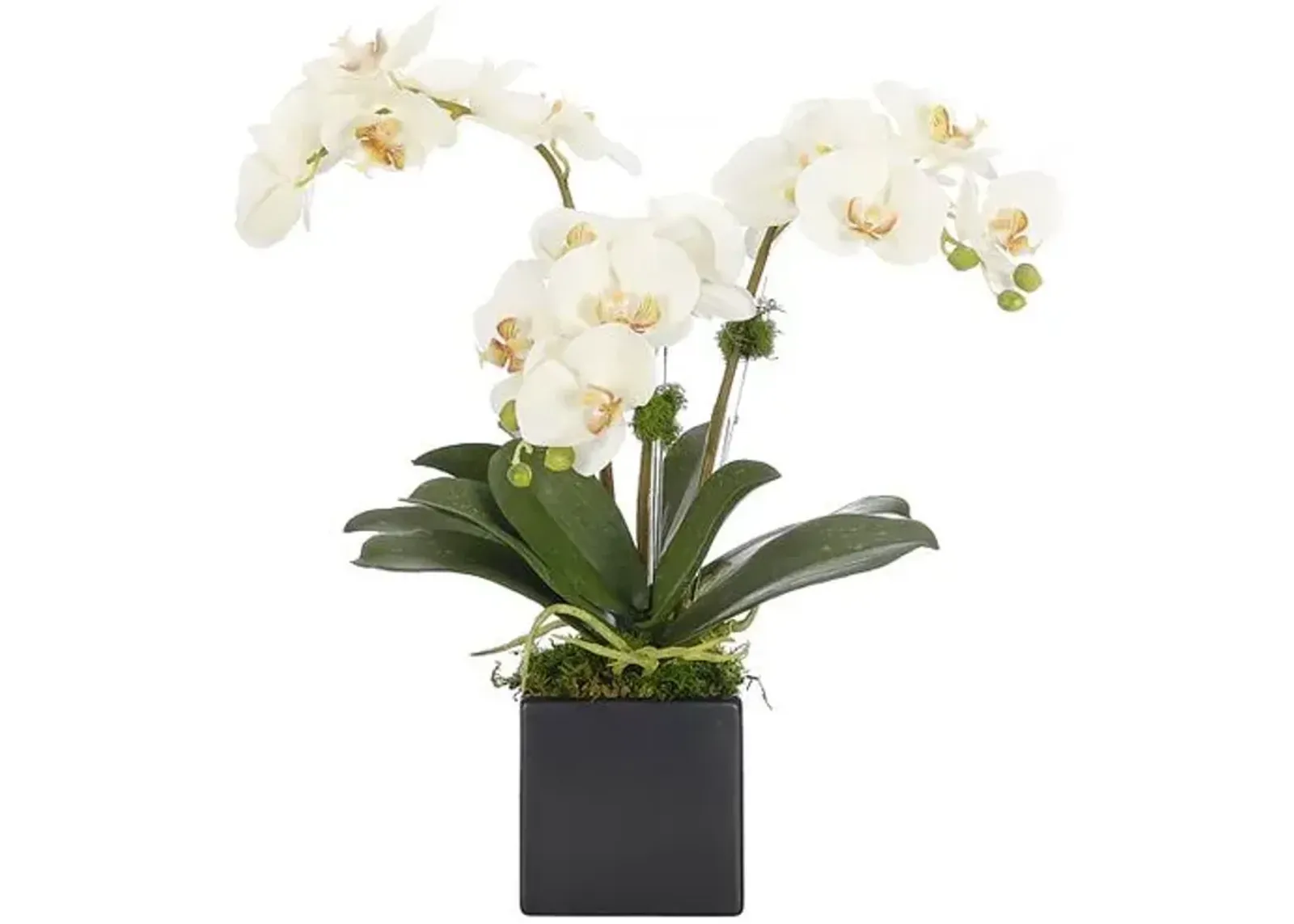 20" Orchid Phalaenopsis in Ceramic Cube - Faux - NDI - White