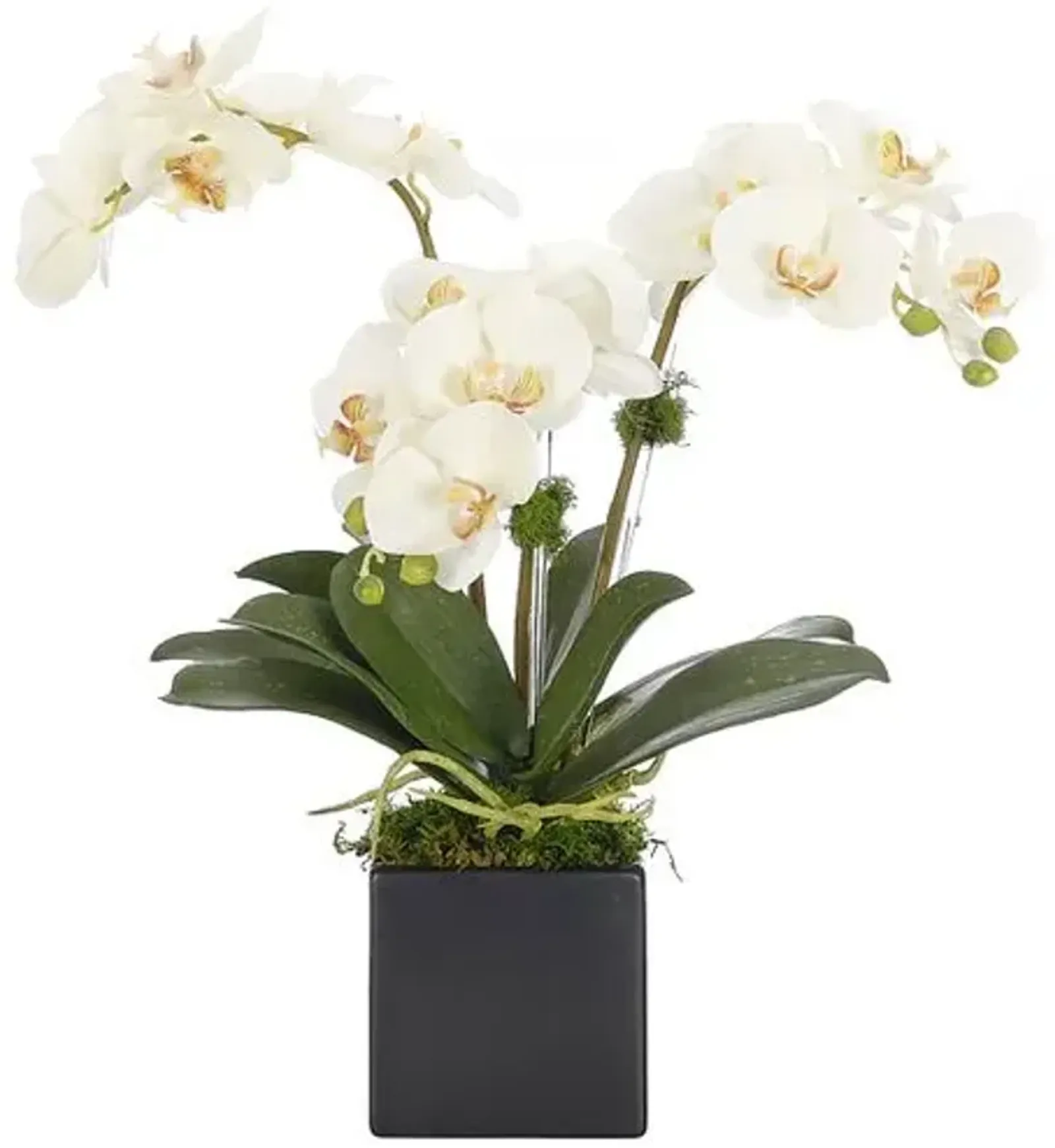 20" Orchid Phalaenopsis in Ceramic Cube - Faux - NDI - White