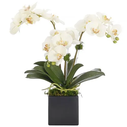 20" Orchid Phalaenopsis in Ceramic Cube - Faux - NDI - White