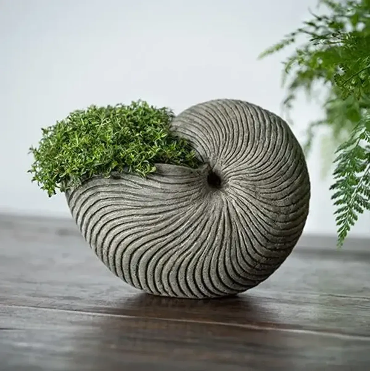 6" Ammonite Planter - Alpine Stone - Campania International - Gray - 6hx7.5lx5w