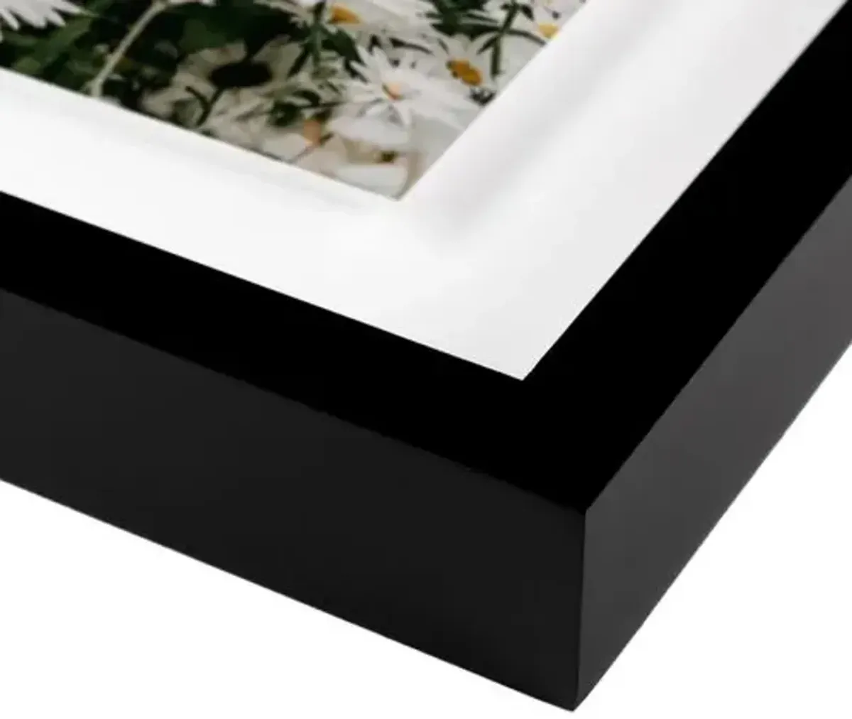 Annie Spratt - Echinacea Photograph - Black