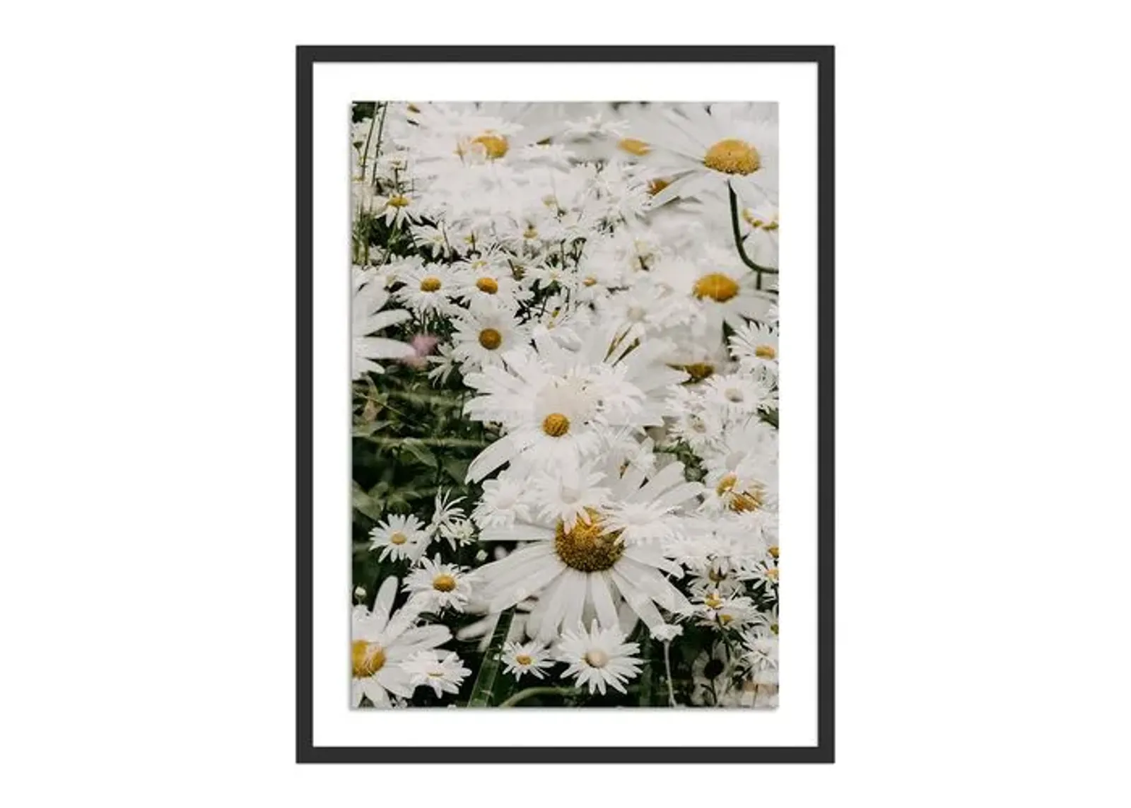 Annie Spratt - Echinacea - Black