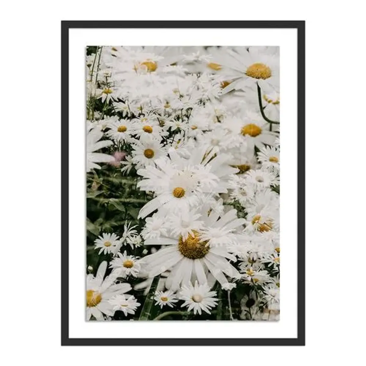 Annie Spratt - Echinacea Photograph - Black