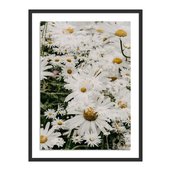 Annie Spratt, Echinacea Photograph