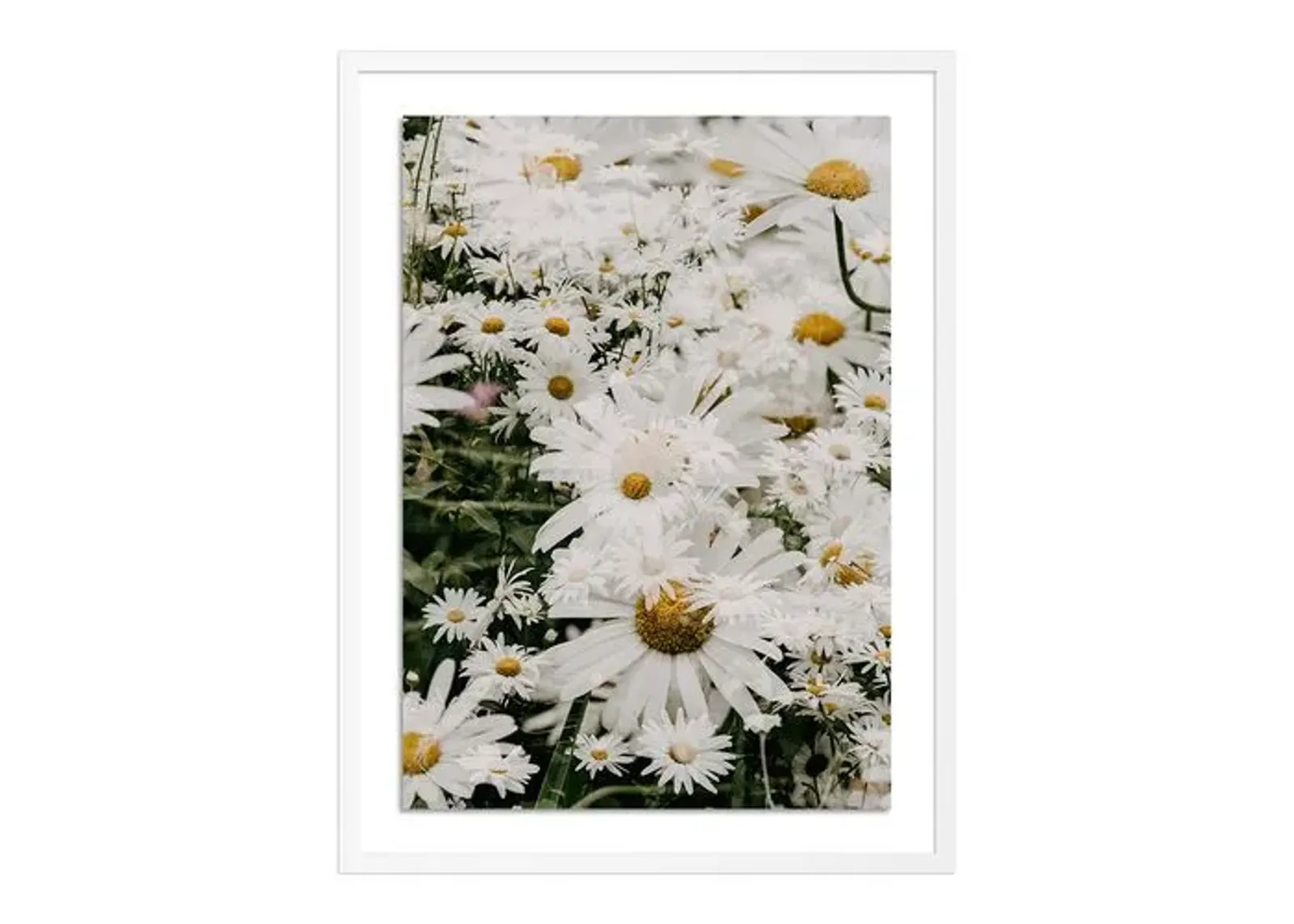 Annie Spratt - Echinacea - White