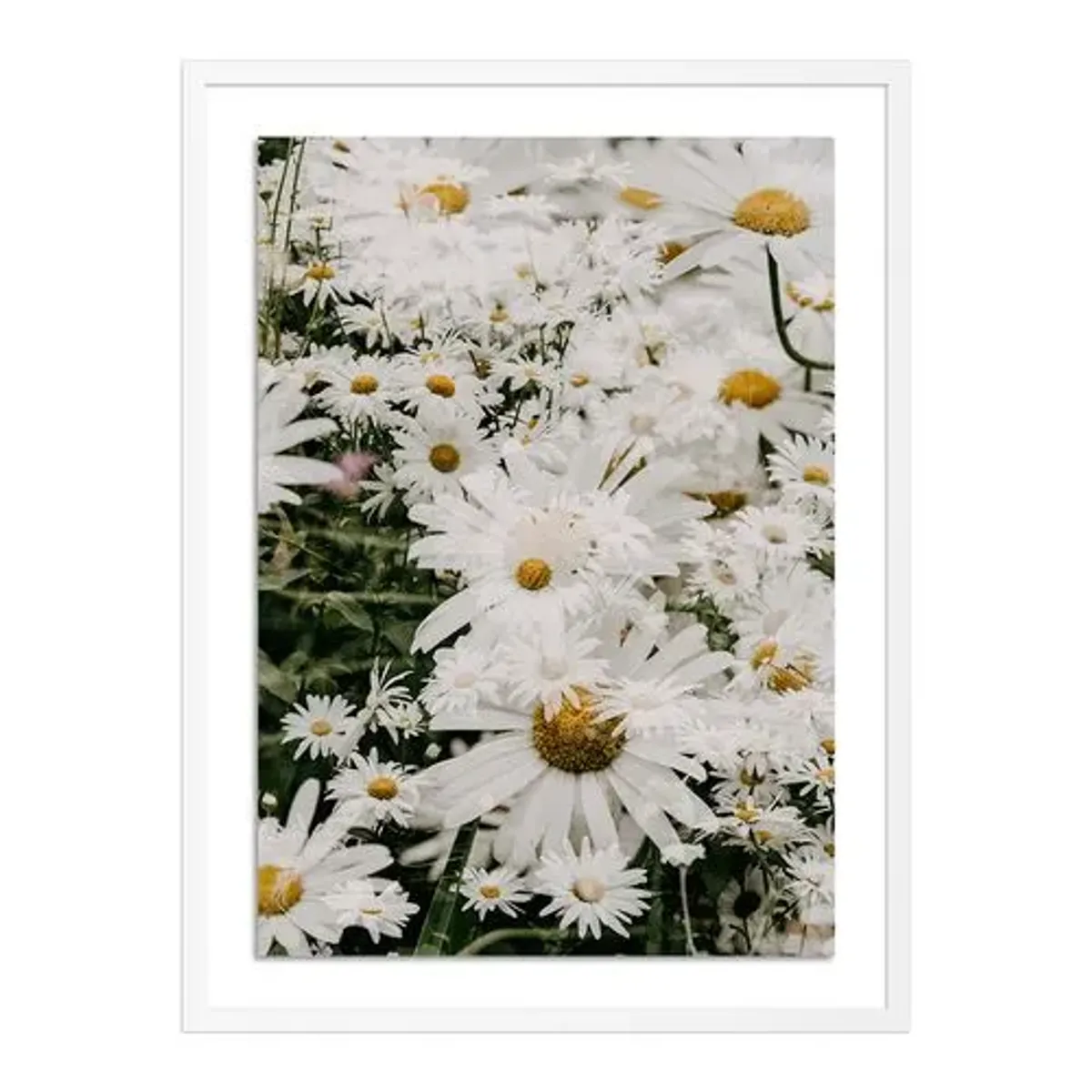 Annie Spratt - Echinacea - White