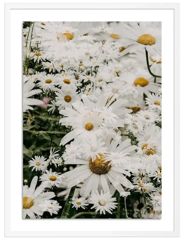 Annie Spratt, Echinacea Photograph