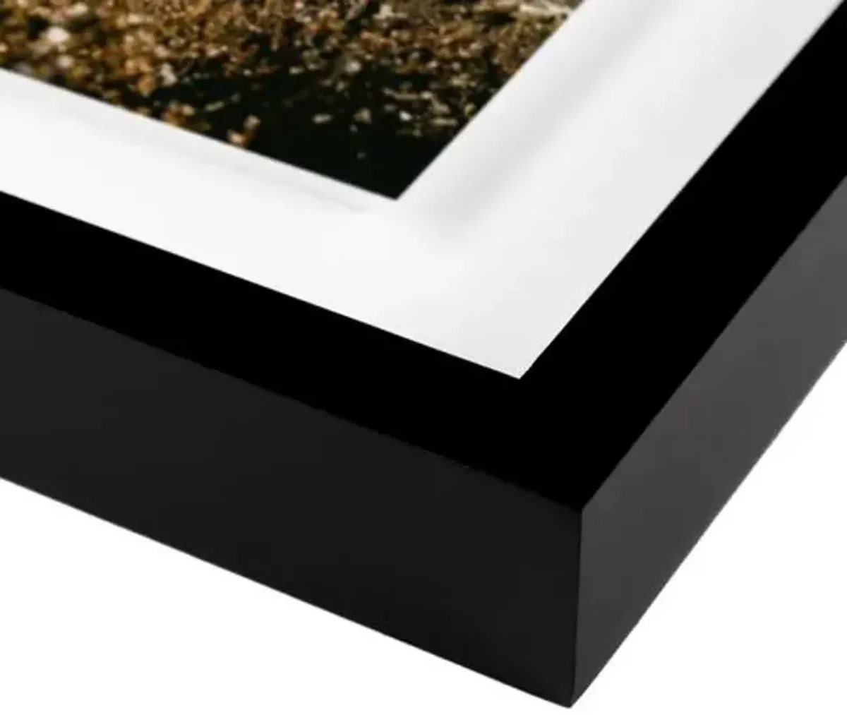 Annie Spratt - Horse Photograph - Black