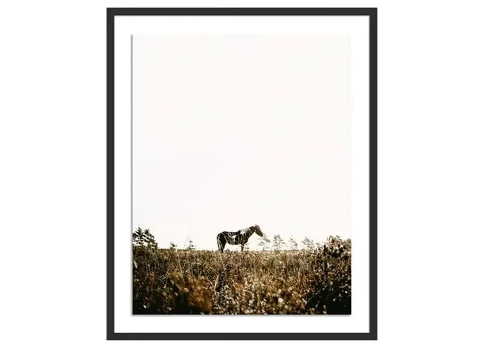 Annie Spratt - Horse - Black