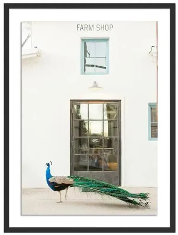 Sarah Ellefson - Peacock Photograph - Black