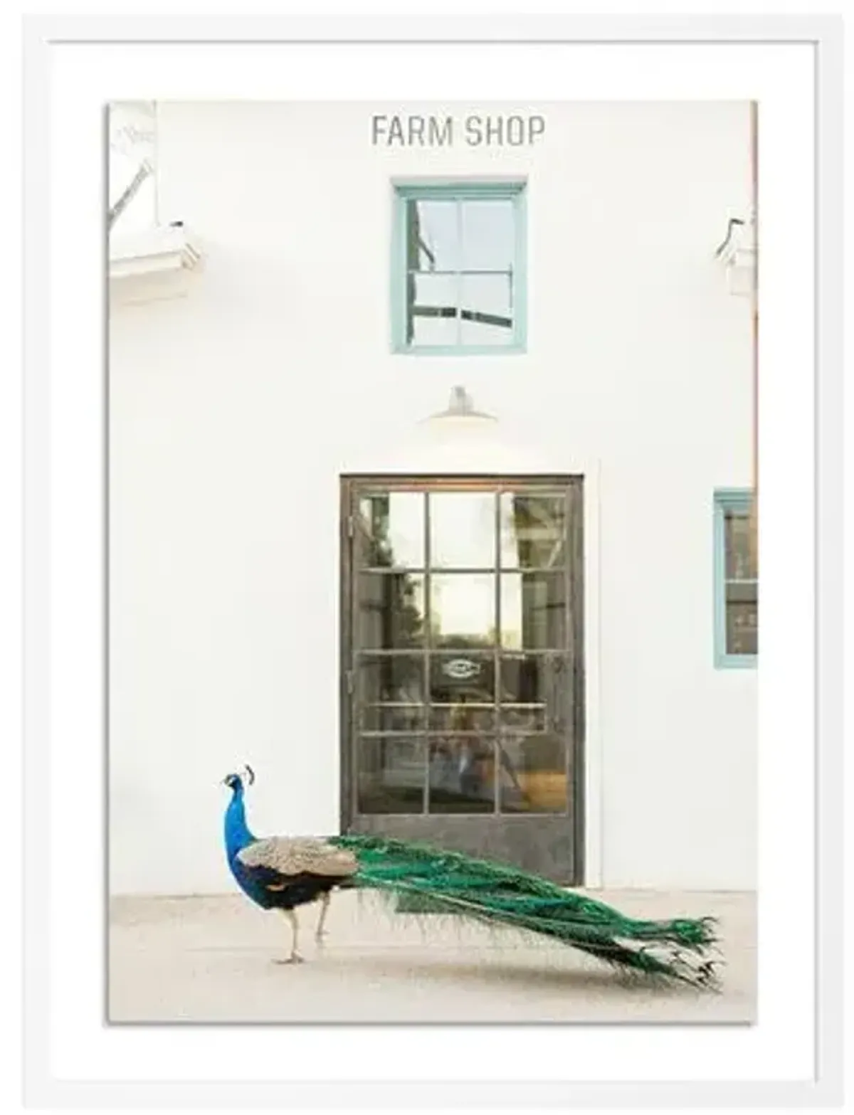 Sarah Ellefson - Peacock Photograph - White