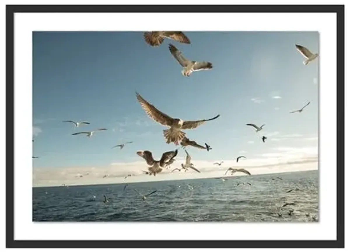 Bryce Duffy - Gulls on the Wing Photograph - Black