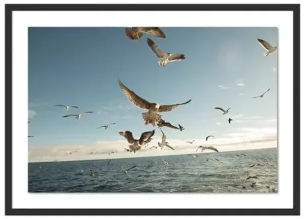 Bryce Duffy - Gulls on the Wing Photograph - Black