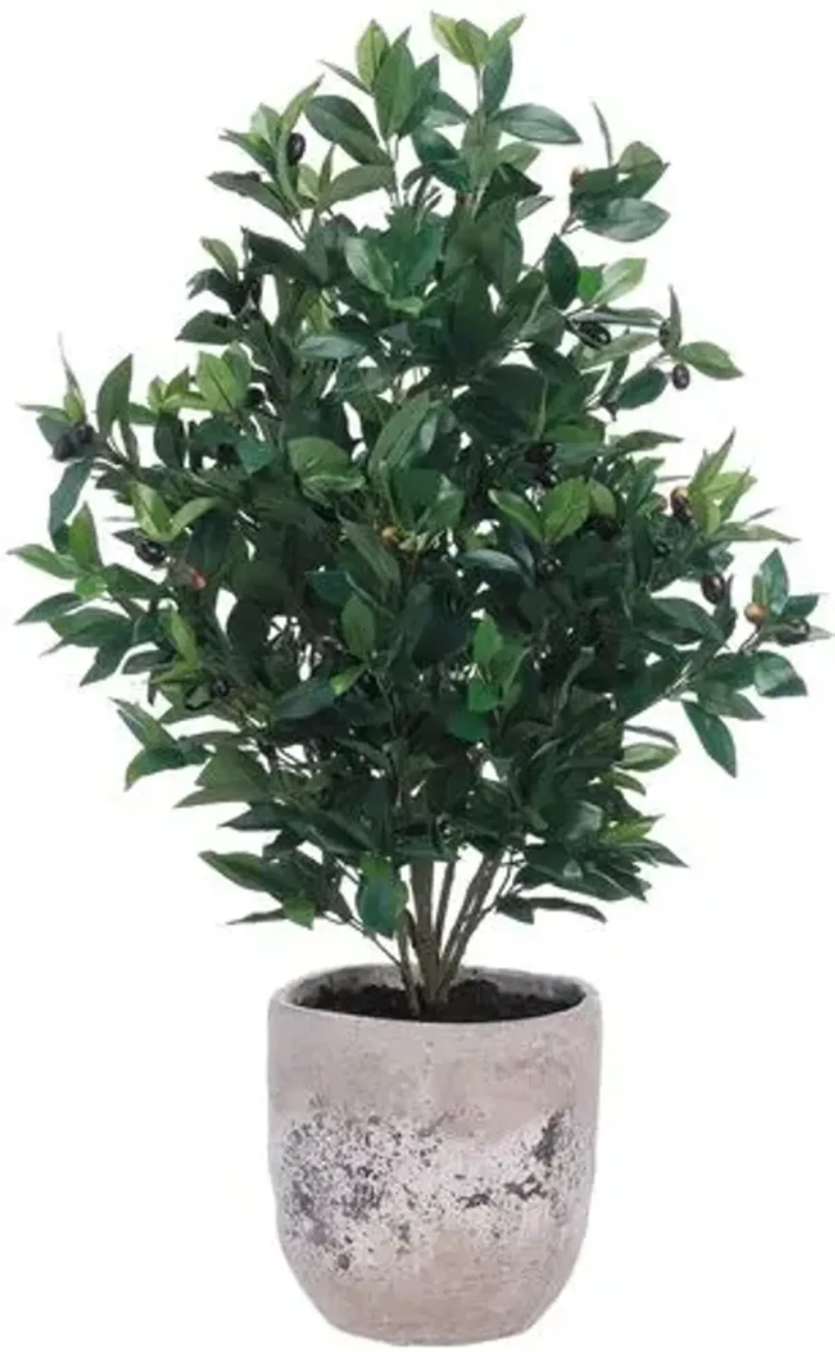 45" Olive Tree in Cement Planter - Faux - Green - 45Hx26Lx22W in