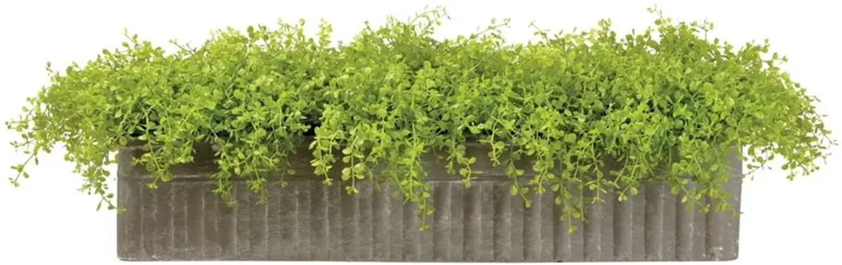 Baby's Tears in Planter, Faux