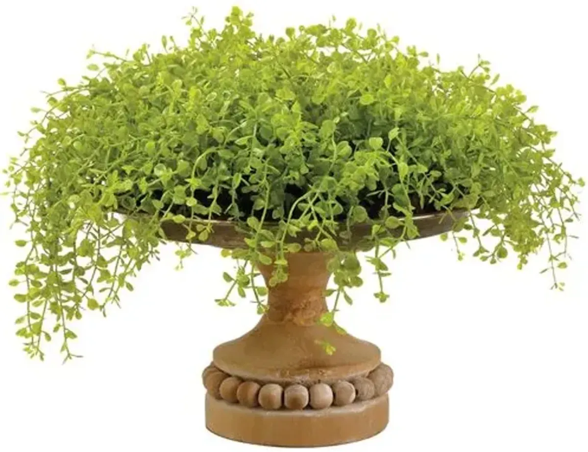 Baby's Tears in Footed Wood Planter - Faux - Green - 11"