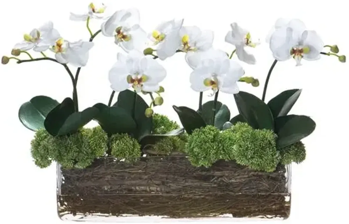 15" Phalaenopsis/Sedum/Twig Arrangement in Glass Vase - Faux - White