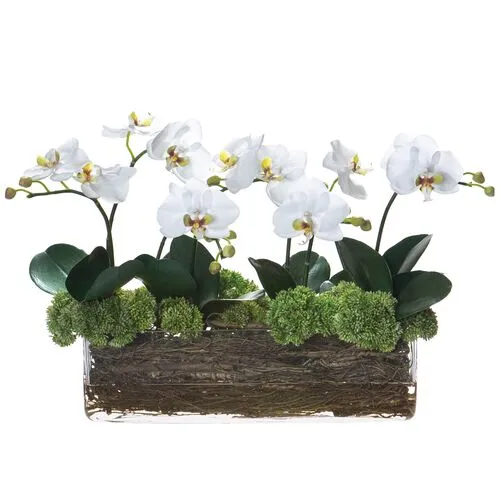 15" Phalaenopsis/Sedum/Twig Arrangement in Glass Vase - Faux - White