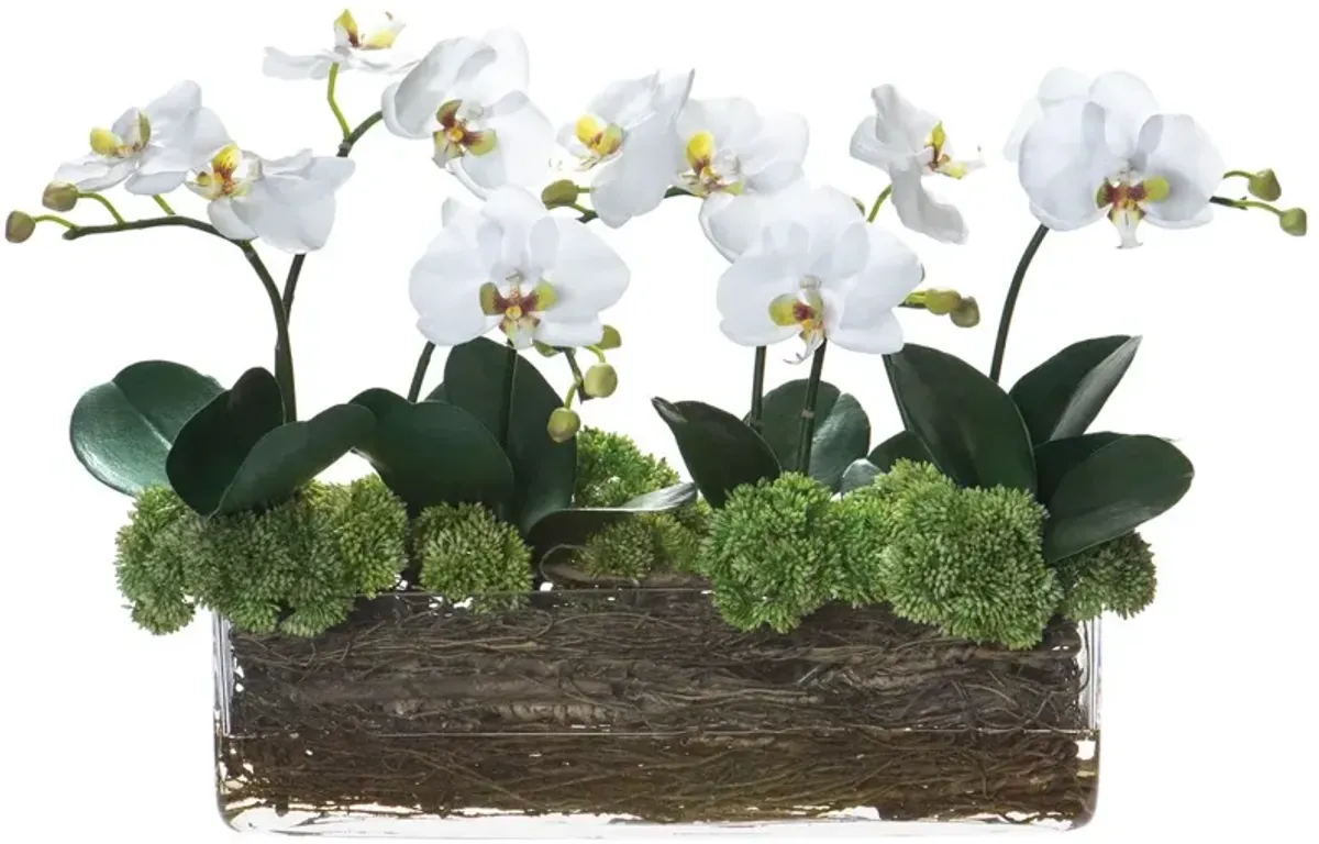 15" Phalaenopsis/Sedum/Twig Arrangement in Glass Vase, Faux