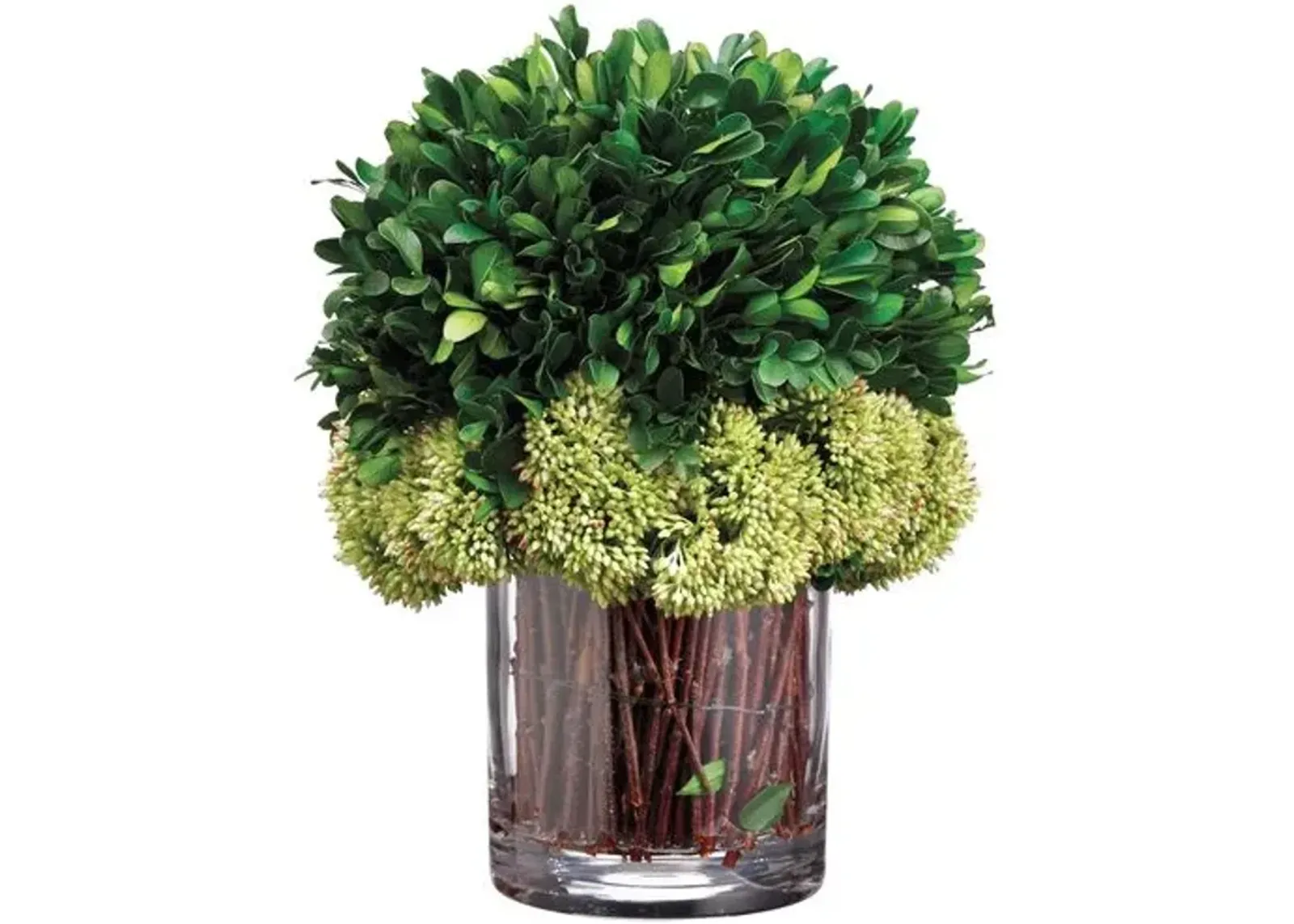 11" Preserved Boxwood in Glass Vase - Faux - Green