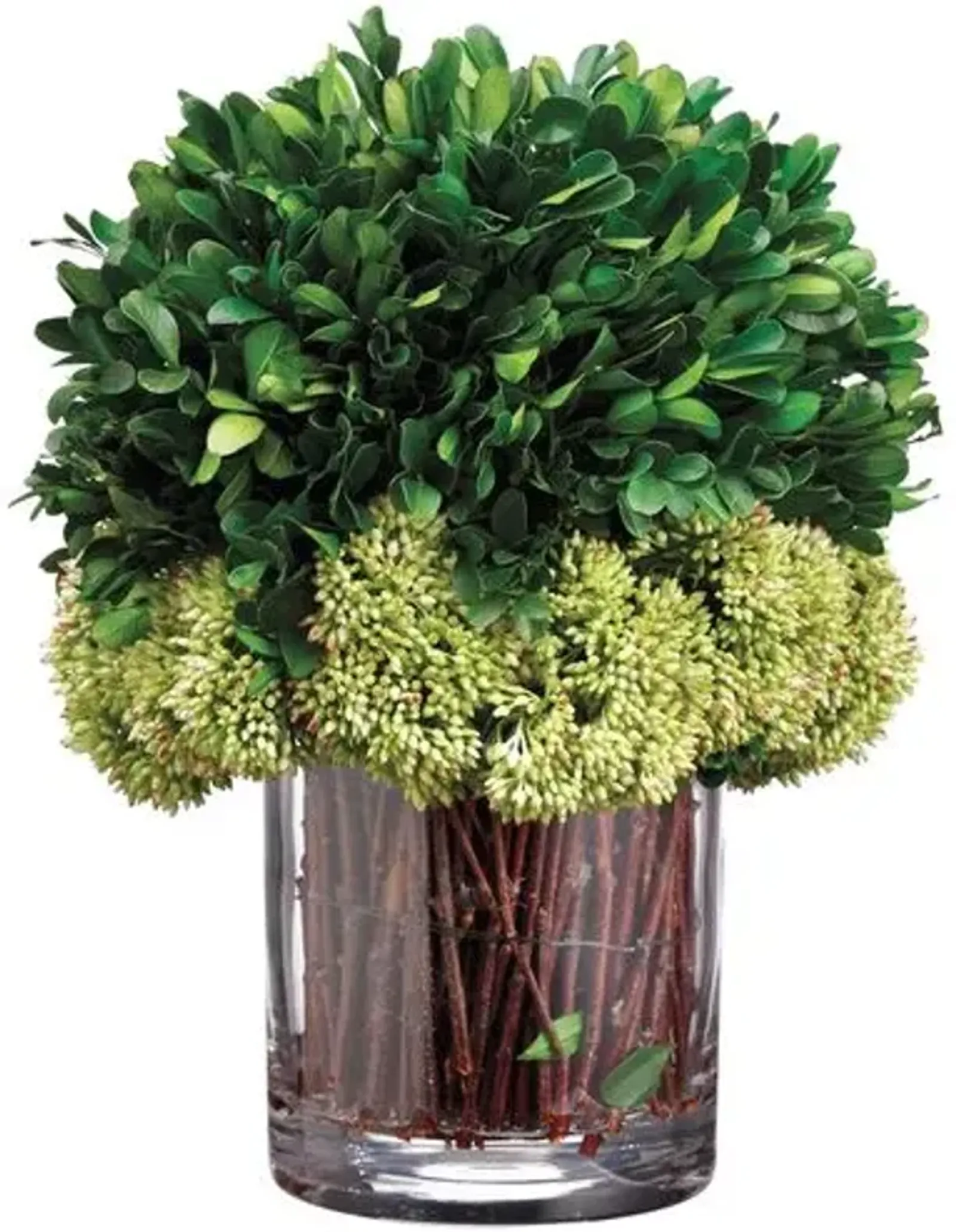 11" Preserved Boxwood in Glass Vase - Faux - Green