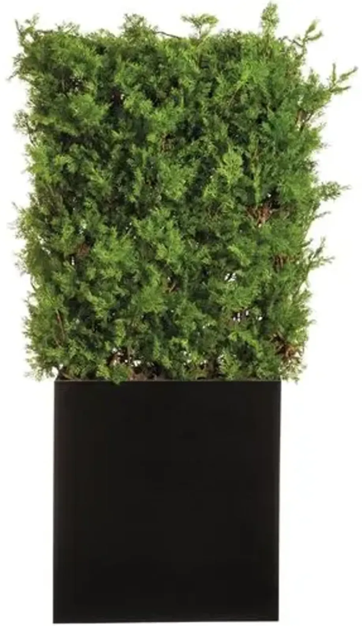 5.5' UV Protected Ming Hedge in Black Planter with Gloss Finish - Faux - Gray - 66Hx31Lx14W in