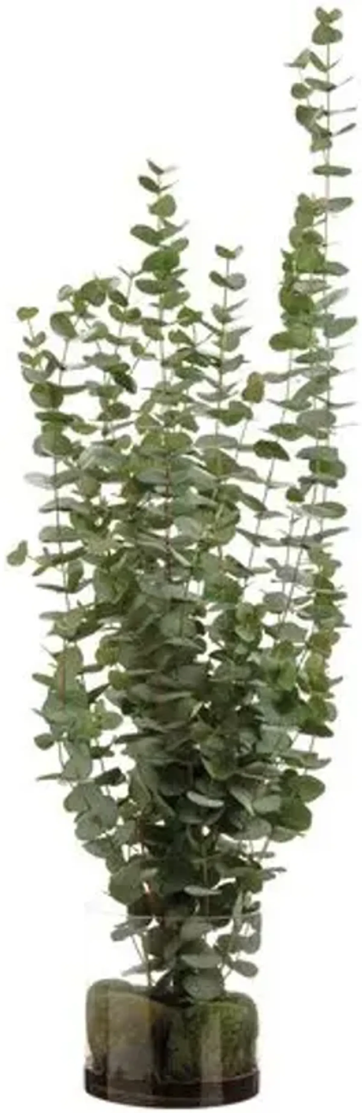 5' Eucalyptus in Glass Vase - Faux - Green