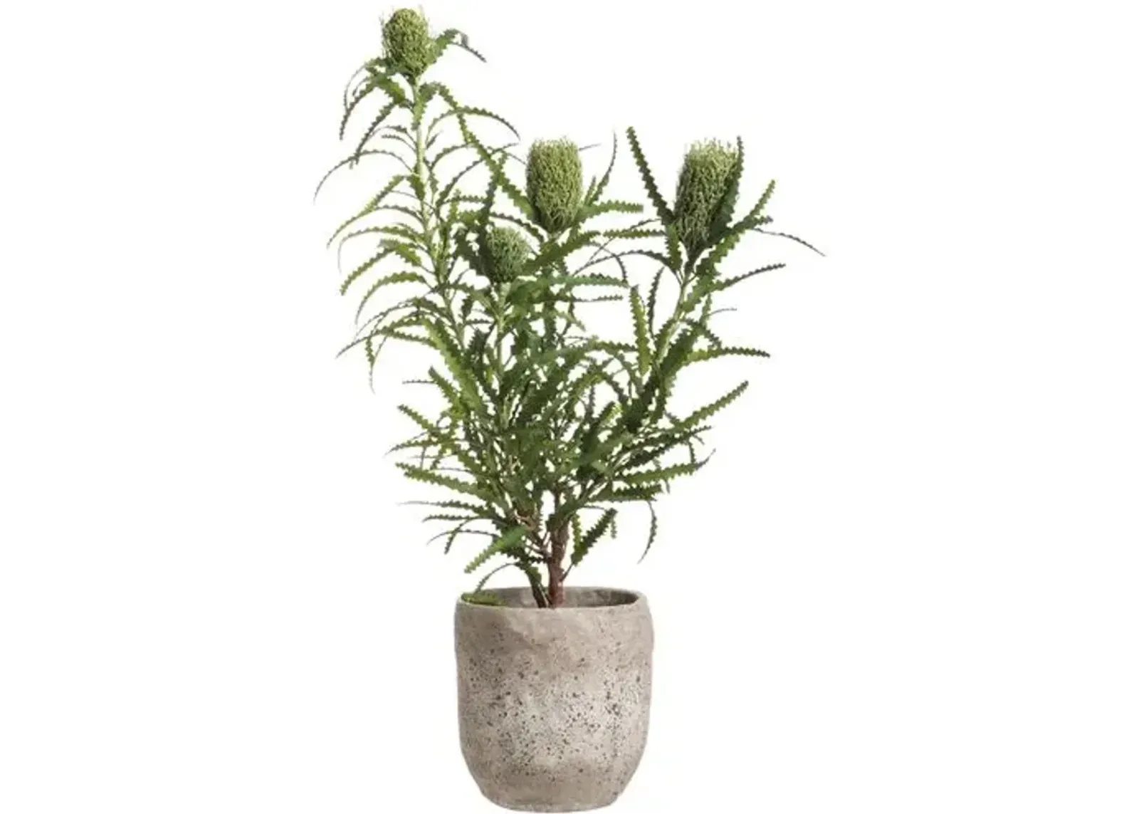 45" Banksia in Planter - Faux - Green - 45Hx23Lx25W in