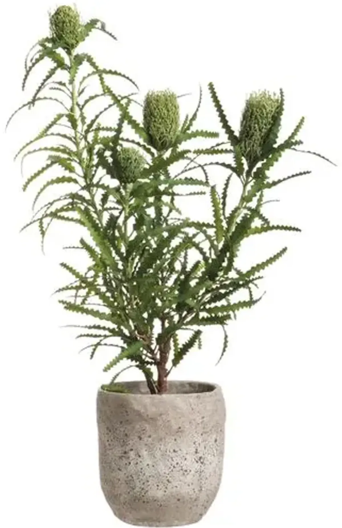 45" Banksia in Planter - Faux - Green - 45Hx23Lx25W in