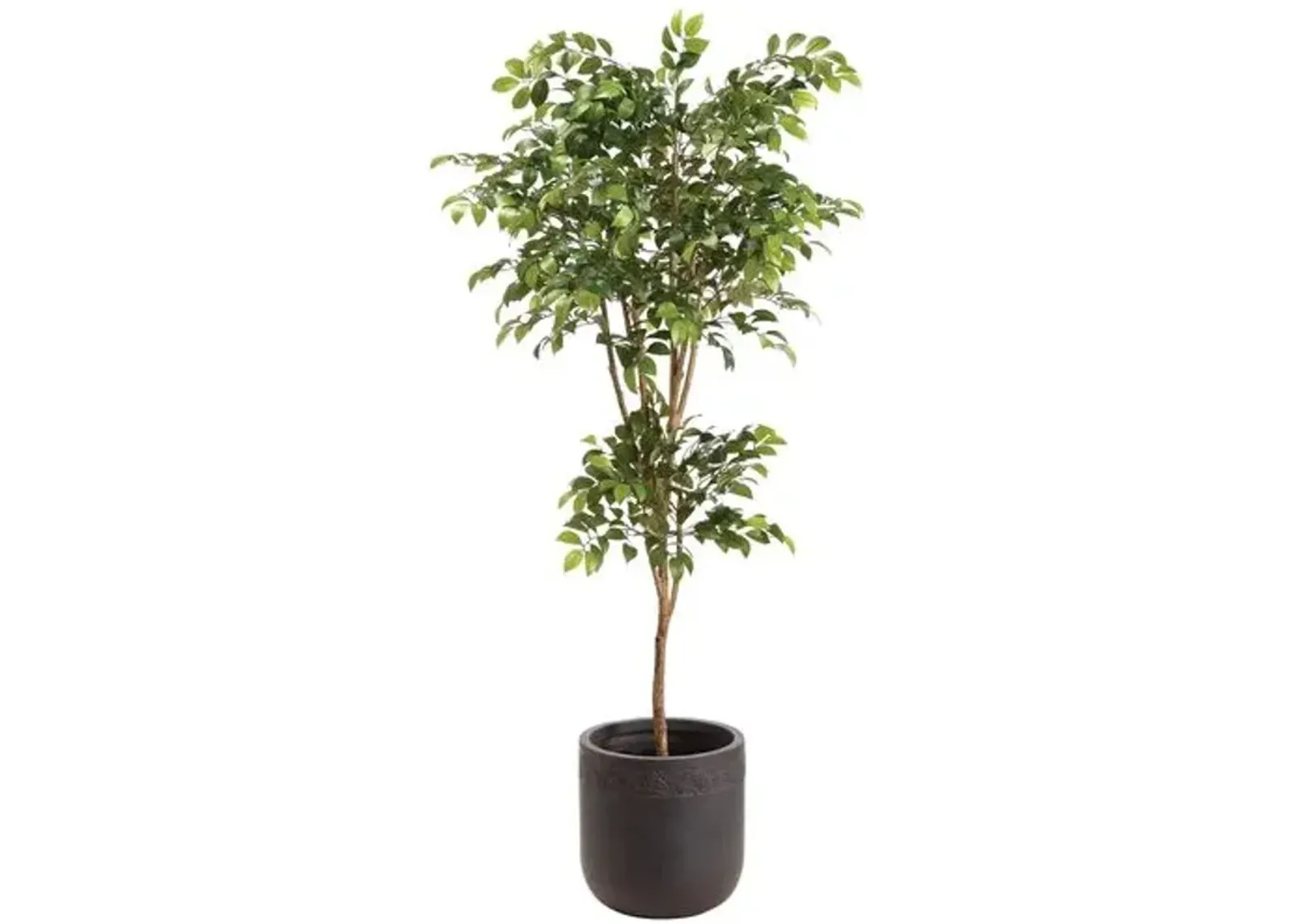 80" Sakaki Tree in Clay Planter - Faux - Green - 80Hx22.25Lx22.25W in