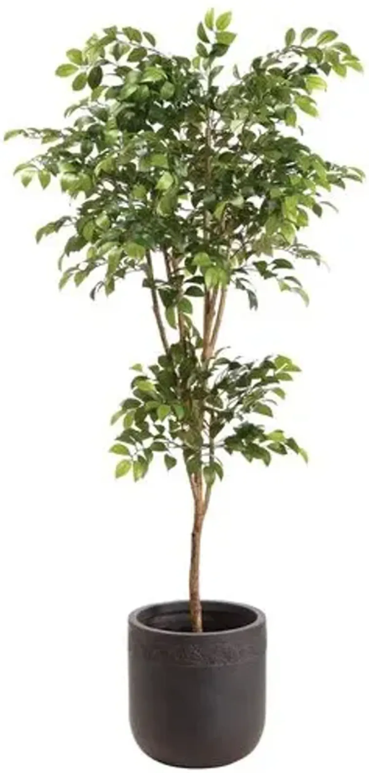 80" Sakaki Tree in Clay Planter - Faux - Green - 80Hx22.25Lx22.25W in