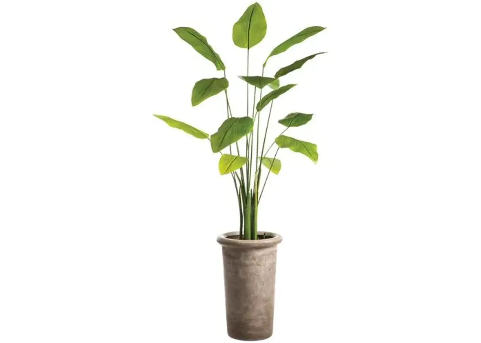 7' Banana Leaf Plant in Planter - Faux - Green - 83Hx34Lx34W in