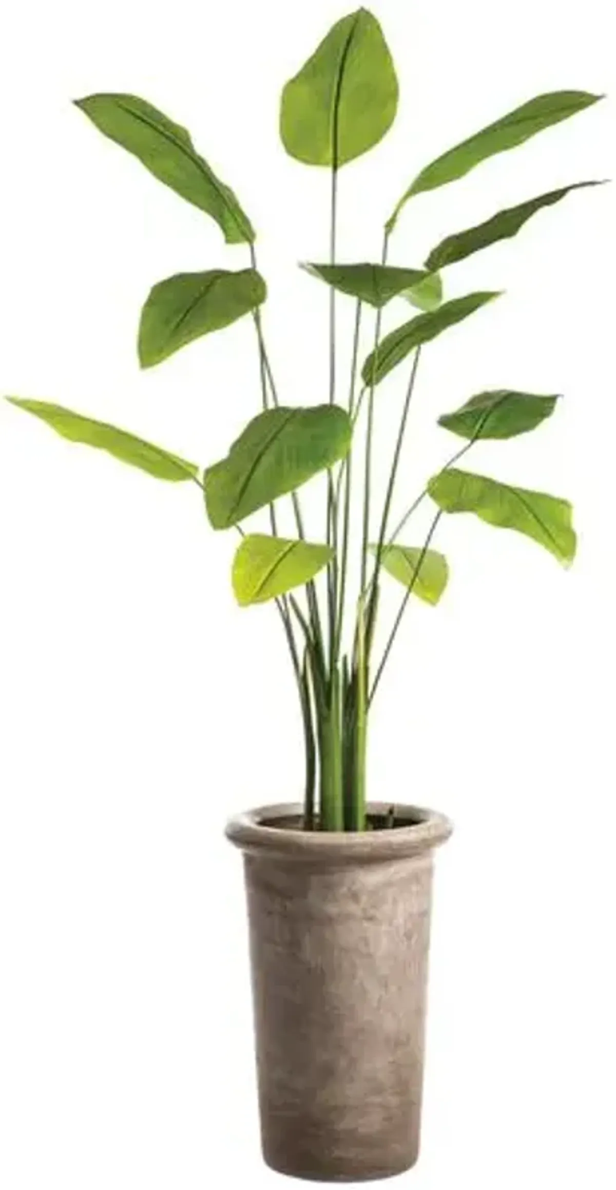 7' Banana Leaf Plant in Planter - Faux - Green - 83Hx34Lx34W in