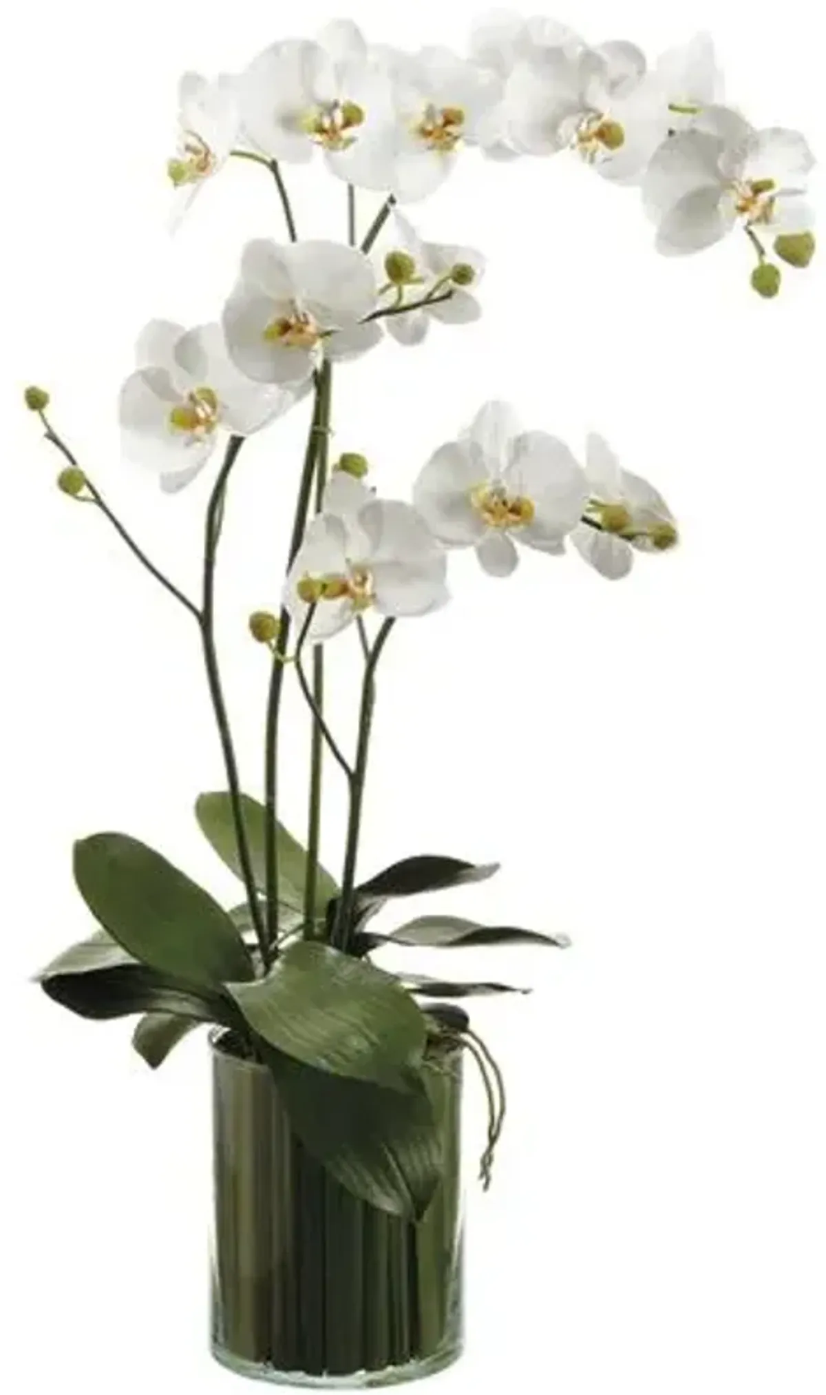 36" Orchids in Soil Glass Vase - Faux - White