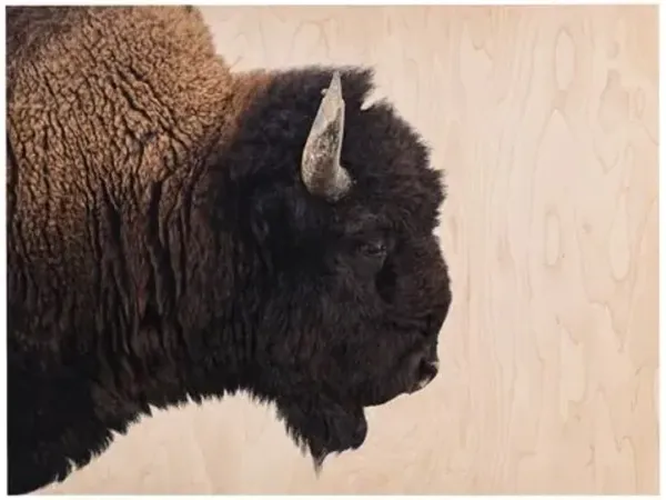 Getty Images - American Bison - Brown