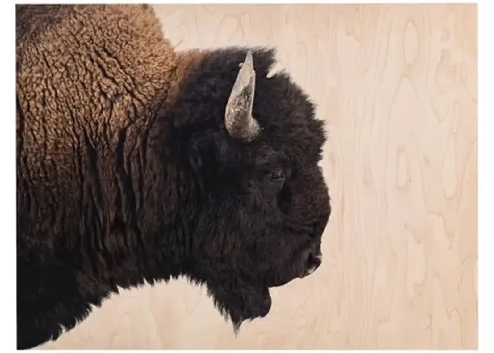 Getty Images - American Bison - Brown