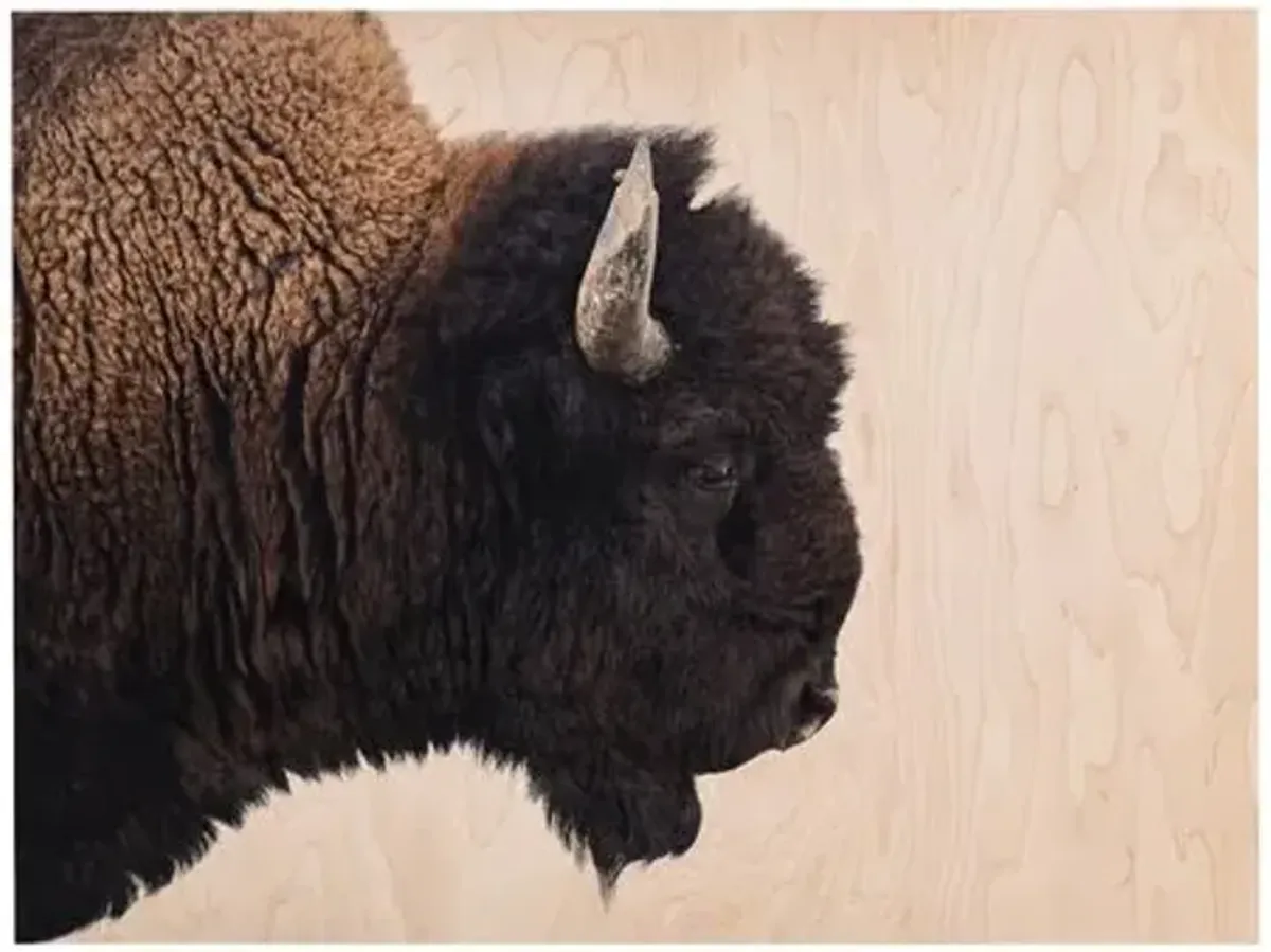 Getty Images - American Bison - Brown