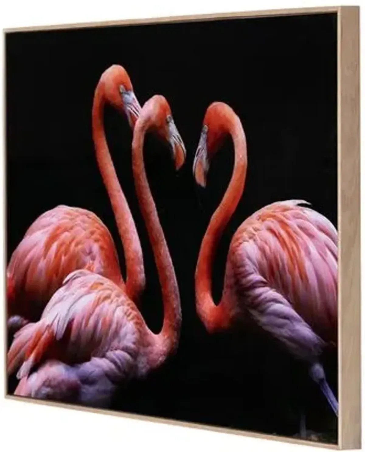 Getty Images - Three Flamingos - Multi