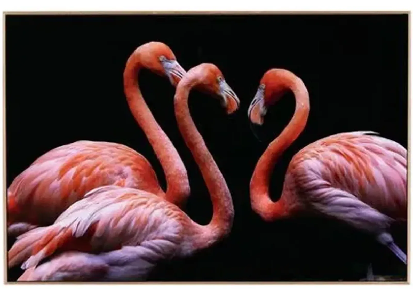 Getty Images - Three Flamingos - Multi