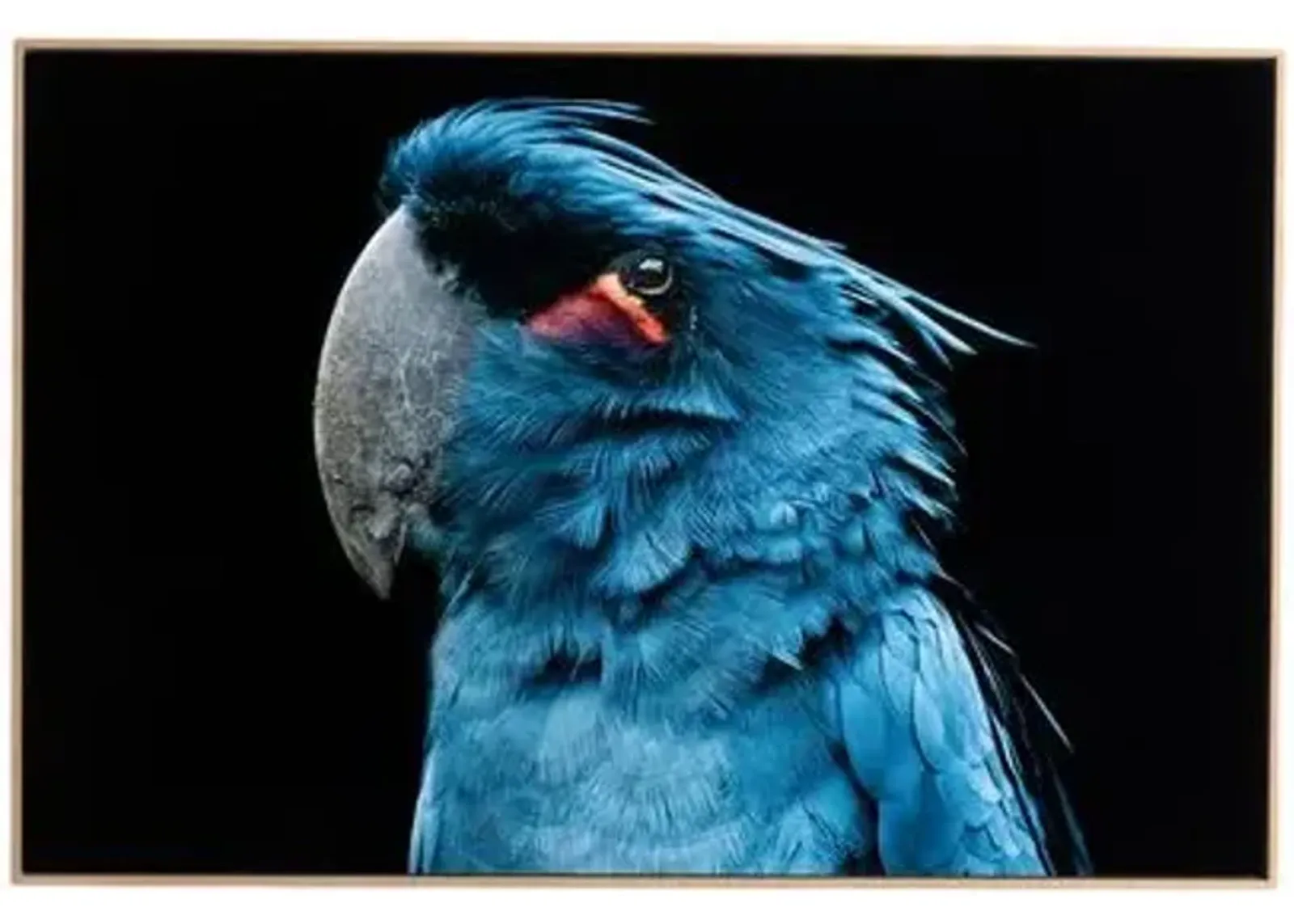 Getty Images - Palm Cockatoo - Blue