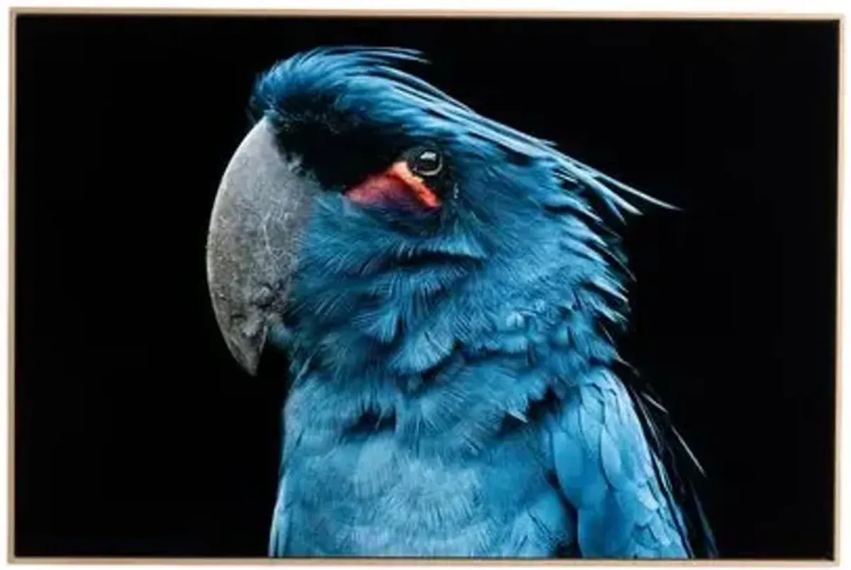 Getty Images - Palm Cockatoo - Blue