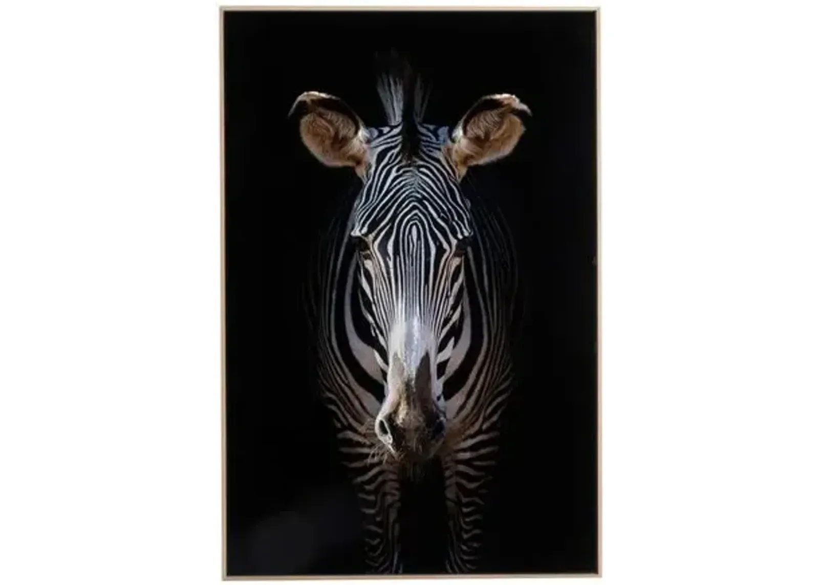 Getty Images - Zebra Stare - Black